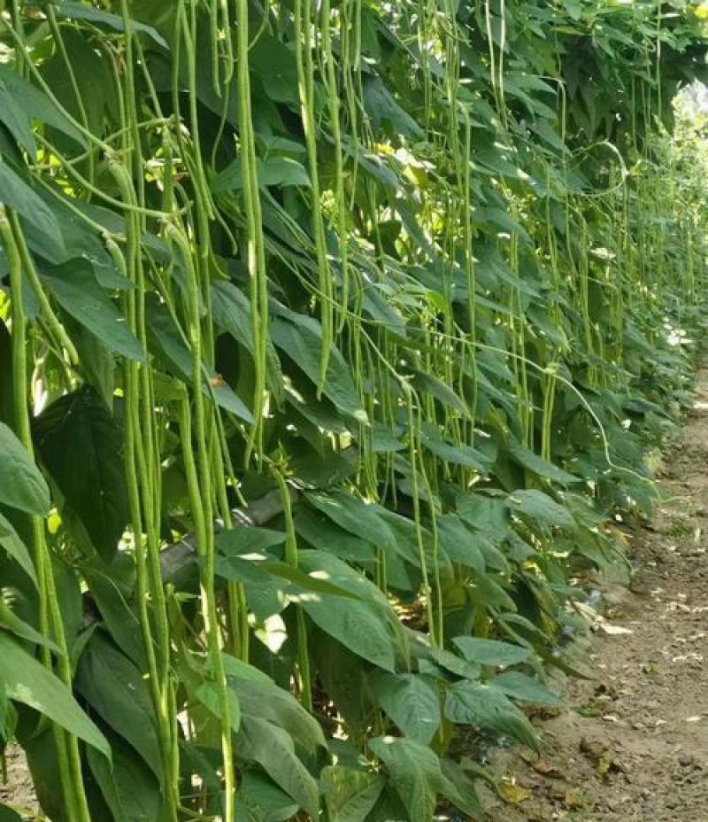 红天下豇豆种子特长青条长豆角种子大田春秋种植蔬菜籽