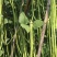 红天下豇豆种子特长青条长豆角种子大田春秋种植蔬菜籽