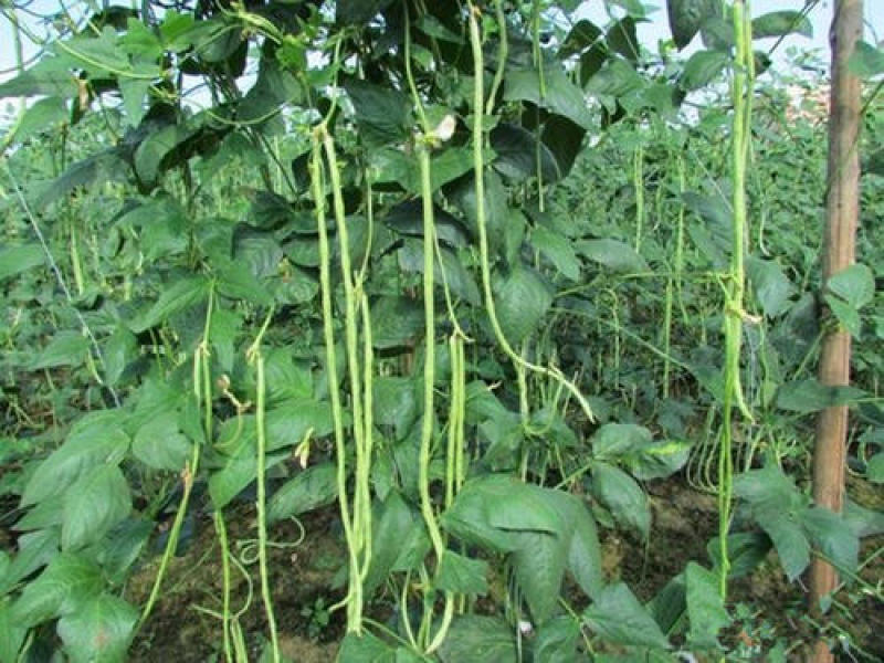 红天下豇豆种子特长青条长豆角种子大田春秋种植蔬菜籽