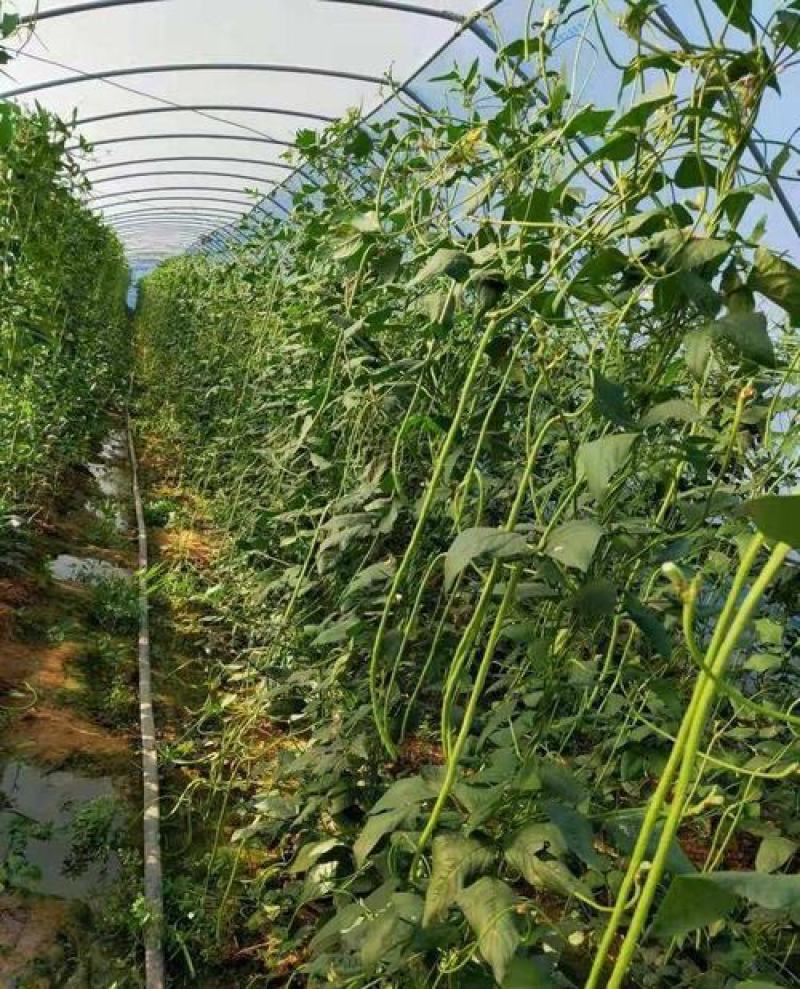 红天下豇豆种子特长青条长豆角种子大田春秋种植蔬菜籽