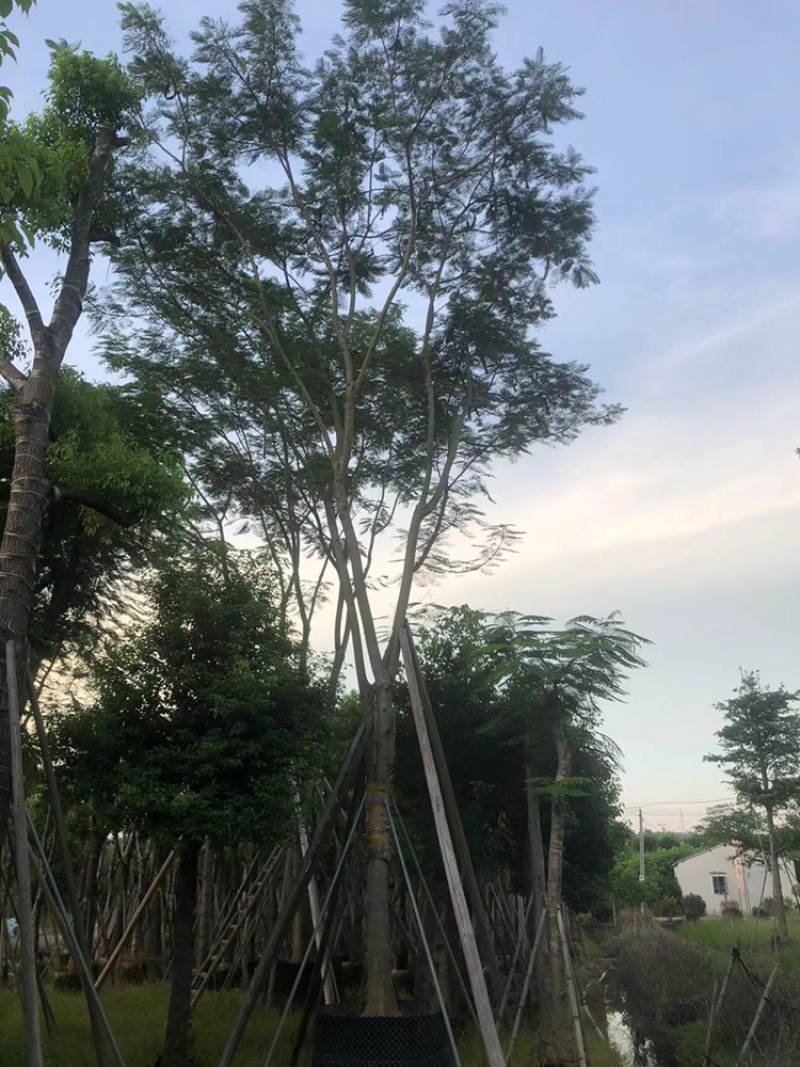 绿化苗木，凤凰木全冠货，12到42公分一般货，精品货。