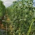 红天下豇豆种子特长青条长豆角种子大田春秋种植蔬菜籽