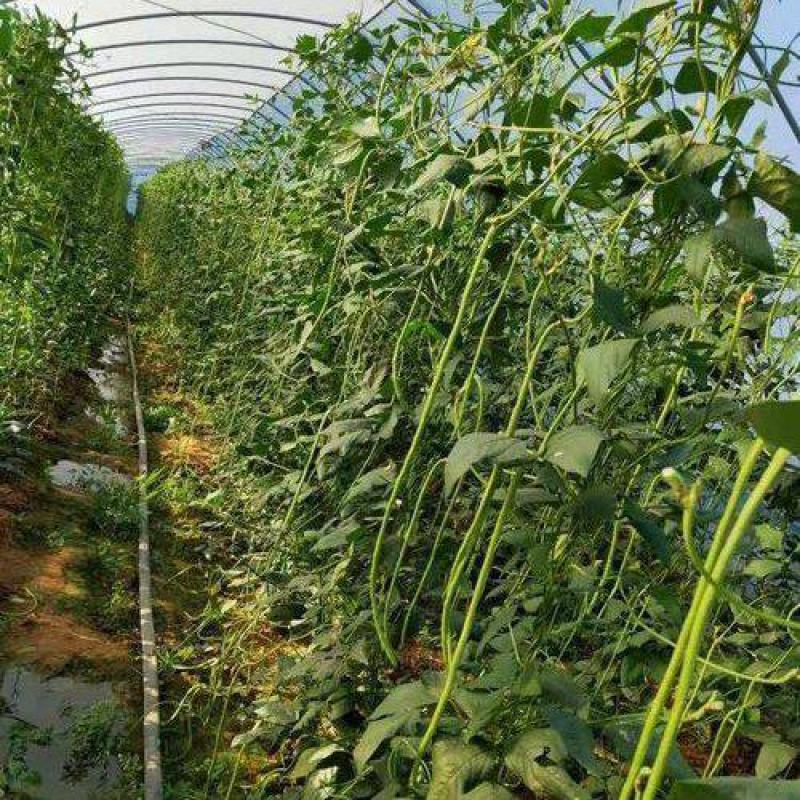 红天下豇豆种子特长青条长豆角种子大田春秋种植蔬菜籽