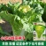 小杂56黄心花大白菜种子小型耐热耐湿抗病传统白菜秋播季种