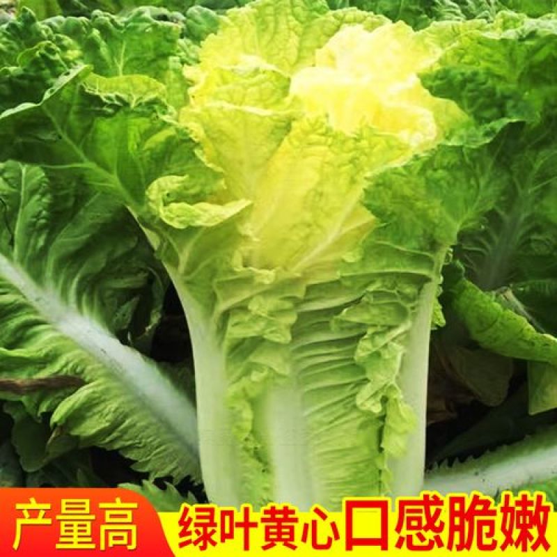 小杂56黄心花大白菜种子小型耐热耐湿抗病传统白菜秋播季种