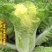 小杂56黄心花大白菜种子小型耐热耐湿抗病传统白菜秋播季种