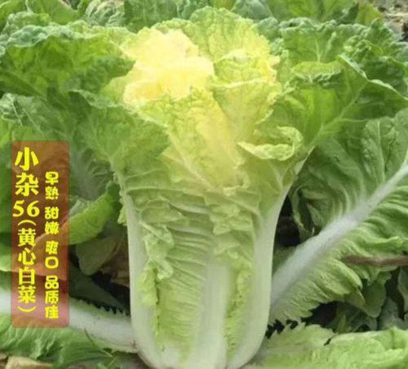 小杂56黄心花大白菜种子小型耐热耐湿抗病传统白菜秋播季种