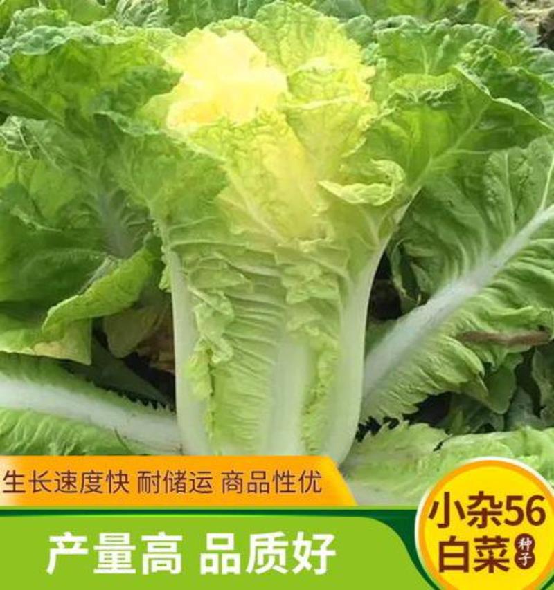 小杂56黄心花大白菜种子小型耐热耐湿抗病传统白菜秋播季种