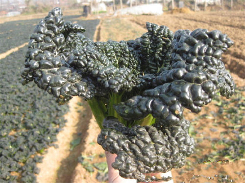 黑油白菜种子黑白菜种籽奶油白菜籽青菜黑油菜四季播蔬菜种孑