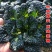 黑油白菜种子黑白菜种籽奶油白菜籽青菜黑油菜四季播蔬菜种孑