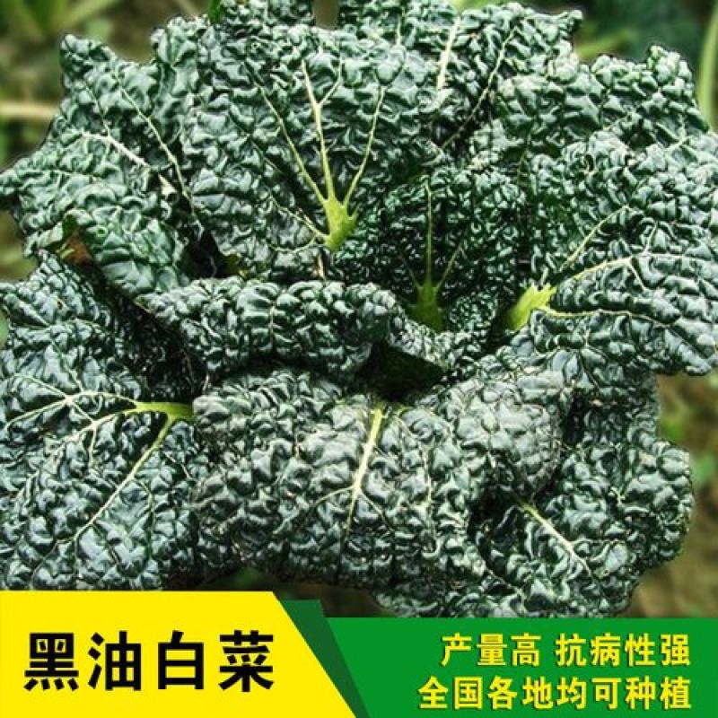 黑油白菜种子黑白菜种籽奶油白菜籽青菜黑油菜四季播蔬菜种孑