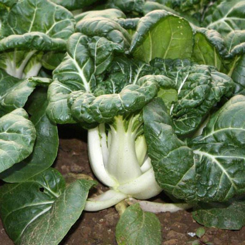 黑油白菜种子黑白菜种籽奶油白菜籽青菜黑油菜四季播蔬菜种孑
