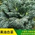 黑油白菜种子黑白菜种籽奶油白菜籽青菜黑油菜四季播蔬菜种孑