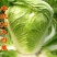 新丰抗80白菜种子耐寒杂交秋冬大白菜种籽农户大田种植蔬菜