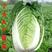 新丰抗80白菜种子耐寒杂交秋冬大白菜种籽农户大田种植蔬菜