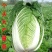 新丰抗80白菜种子耐寒杂交秋冬大白菜种籽农户大田种植蔬菜