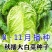 新丰抗80白菜种子耐寒杂交秋冬大白菜种籽农户大田种植蔬菜
