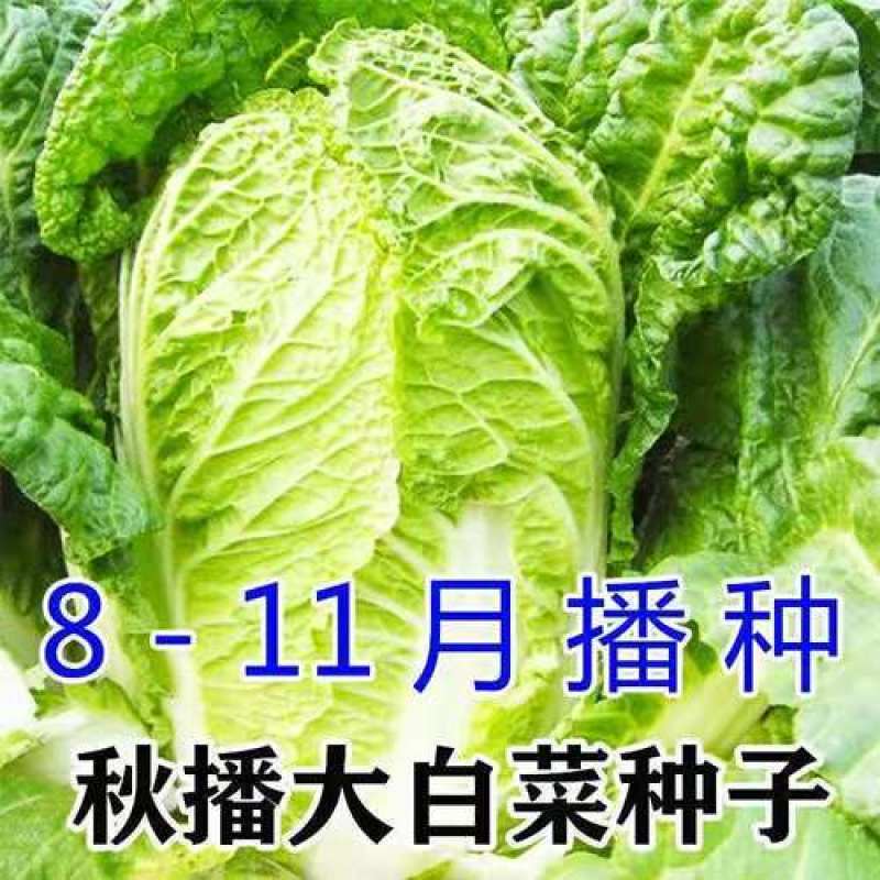 新丰抗80白菜种子耐寒杂交秋冬大白菜种籽农户大田种植蔬菜