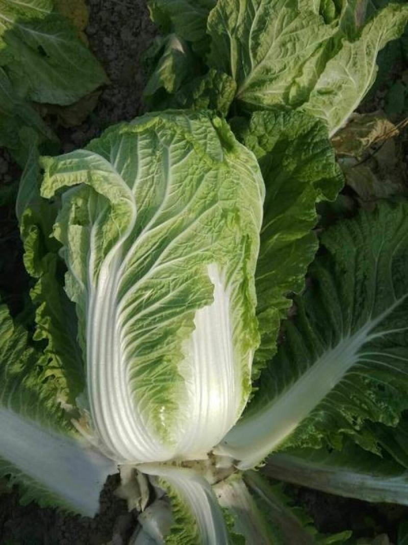 新丰抗80白菜种子耐寒杂交秋冬大白菜种籽农户大田种植蔬菜