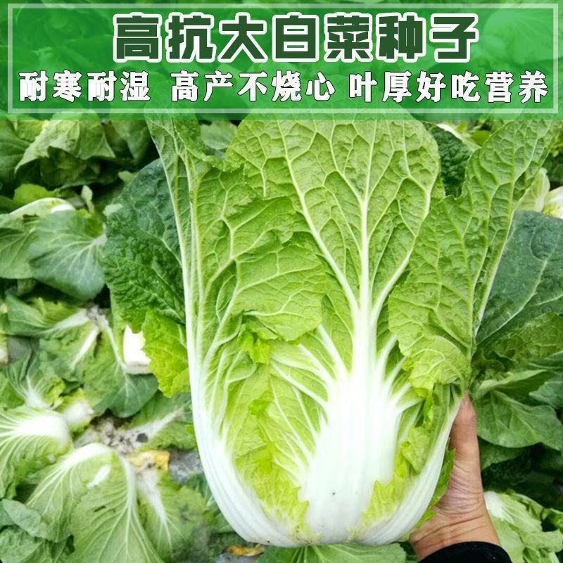 新丰抗80白菜种子耐寒杂交秋冬大白菜种籽农户大田种植蔬菜