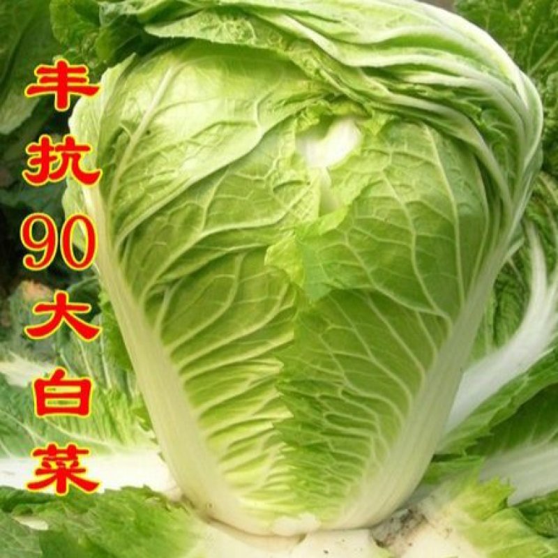 新丰抗80白菜种子耐寒杂交秋冬大白菜种籽农户大田种植蔬菜