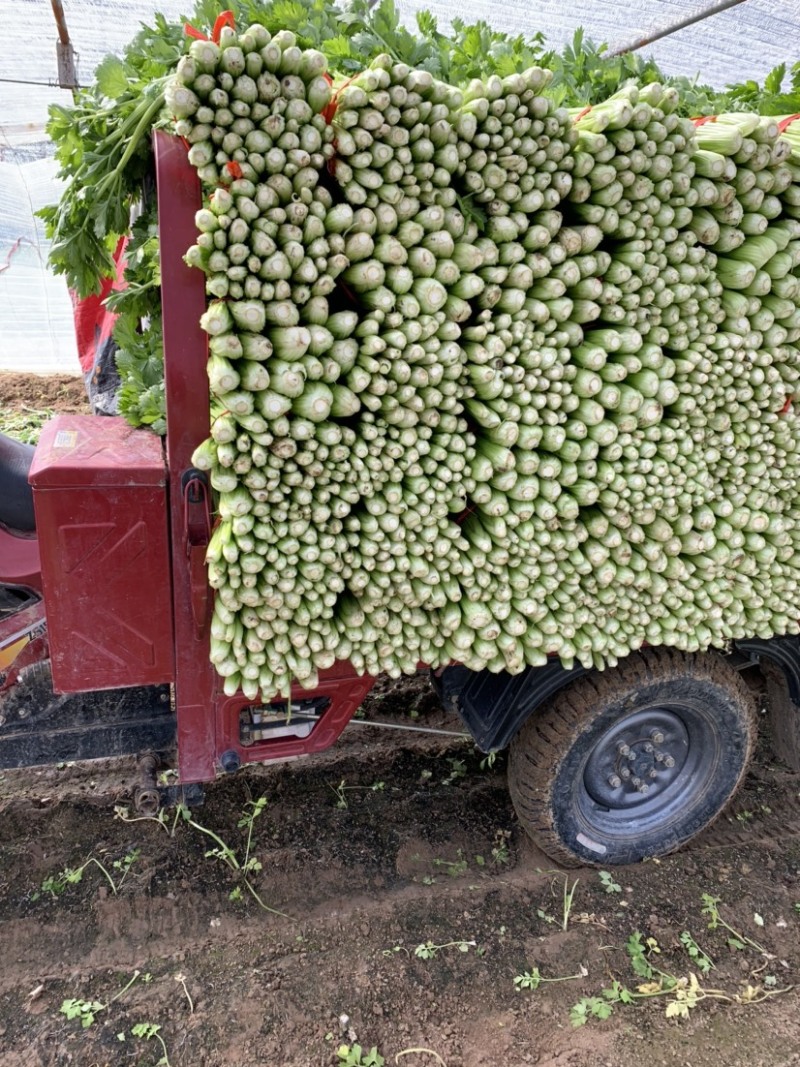 西芹