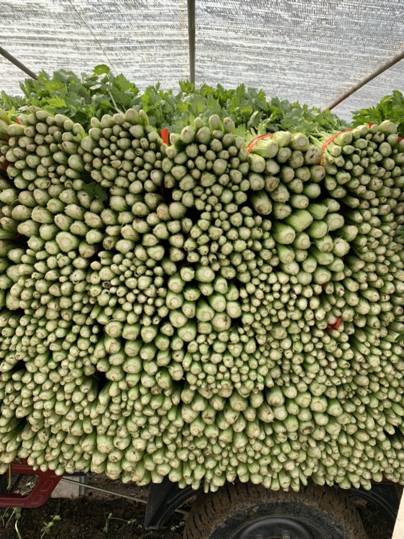 西芹