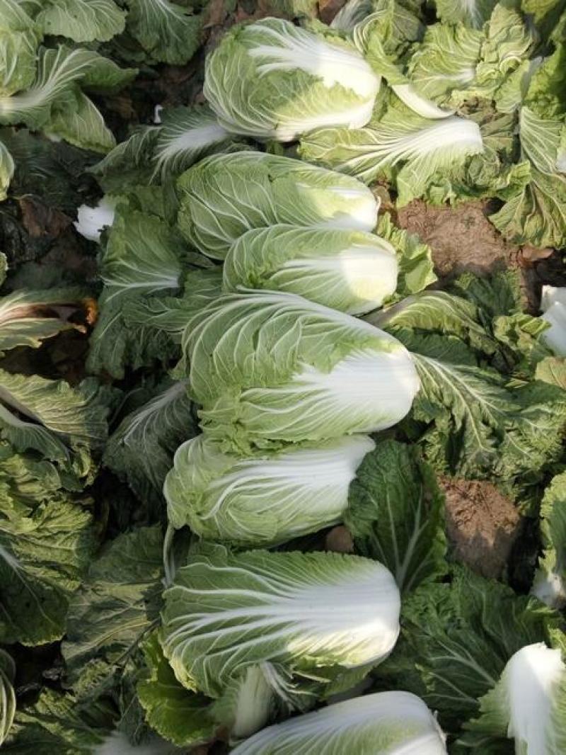 改良87-114大白菜种籽大白菜种子秋季有机包头菜种子
