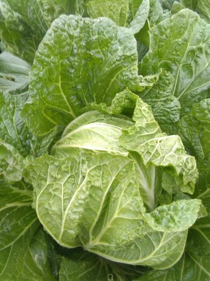 改良87-114大白菜种籽大白菜种子秋季有机包头菜种子