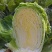 改良87-114大白菜种籽大白菜种子秋季有机包头菜种子