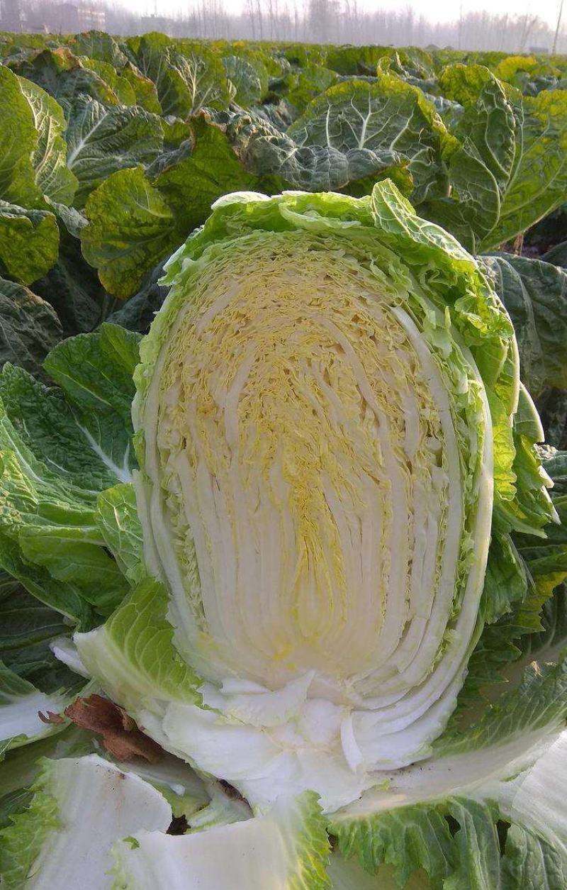改良87-114大白菜种籽大白菜种子秋季有机包头菜种子