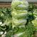 改良87-114大白菜种籽大白菜种子秋季有机包头菜种子
