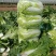 改良87-114大白菜种籽大白菜种子秋季有机包头菜种子