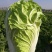 改良87-114大白菜种籽大白菜种子秋季有机包头菜种子