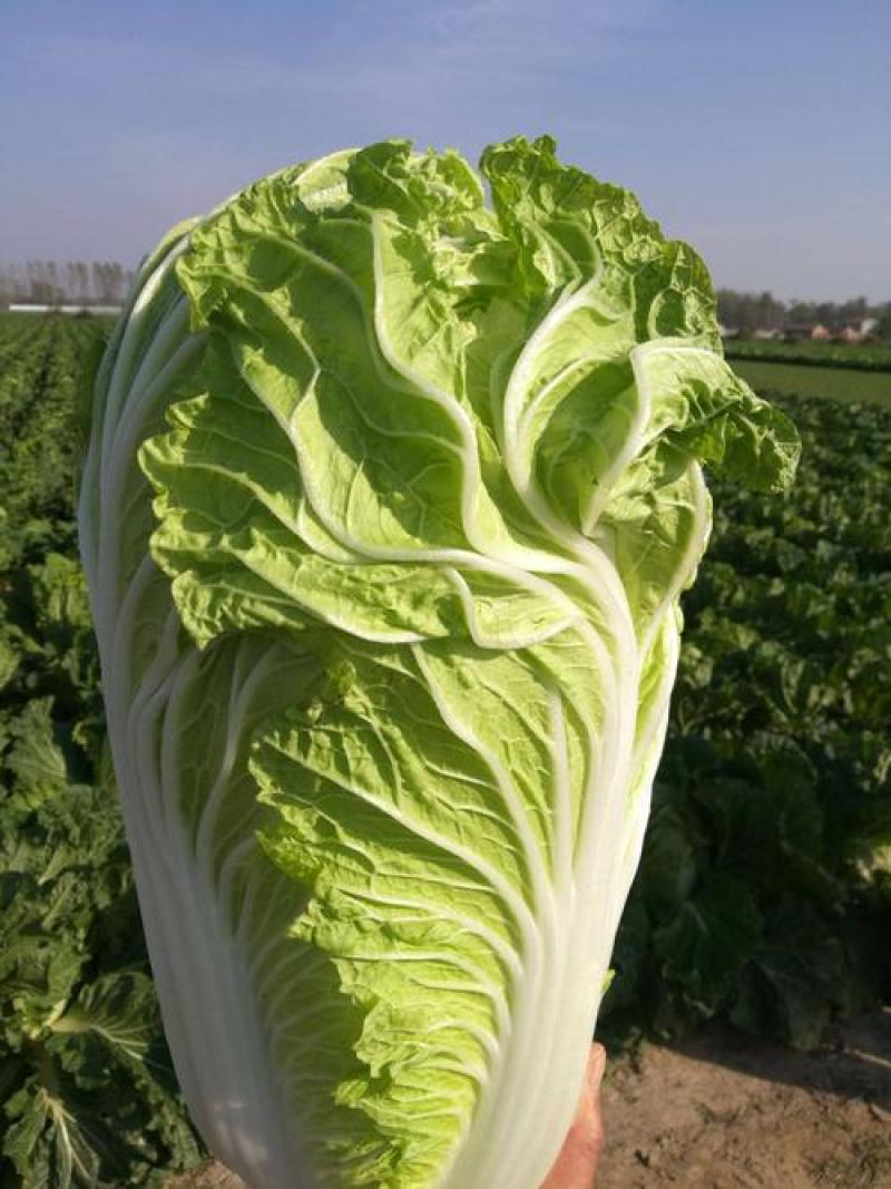 改良87-114大白菜种籽大白菜种子秋季有机包头菜种子