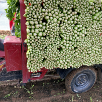 西芹