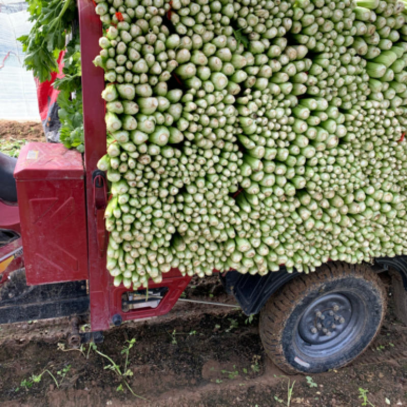 西芹