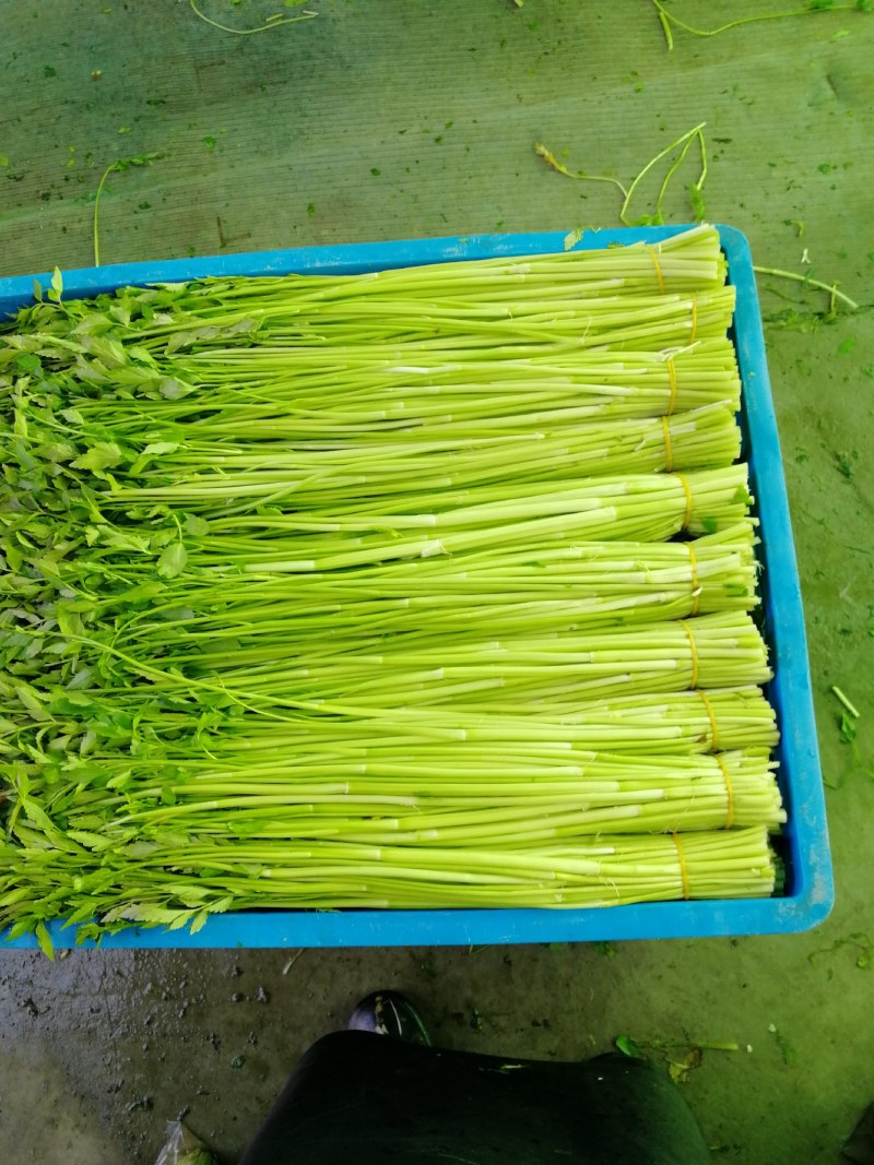 水芹菜种植基地长年供货蔬菜叶菜货源充足