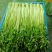 水芹菜种植基地长年供货蔬菜叶菜货源充足