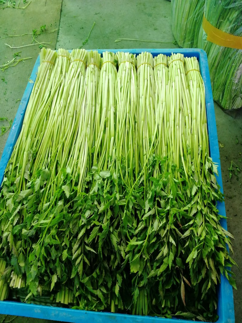 水芹菜种植基地长年供货蔬菜叶菜货源充足