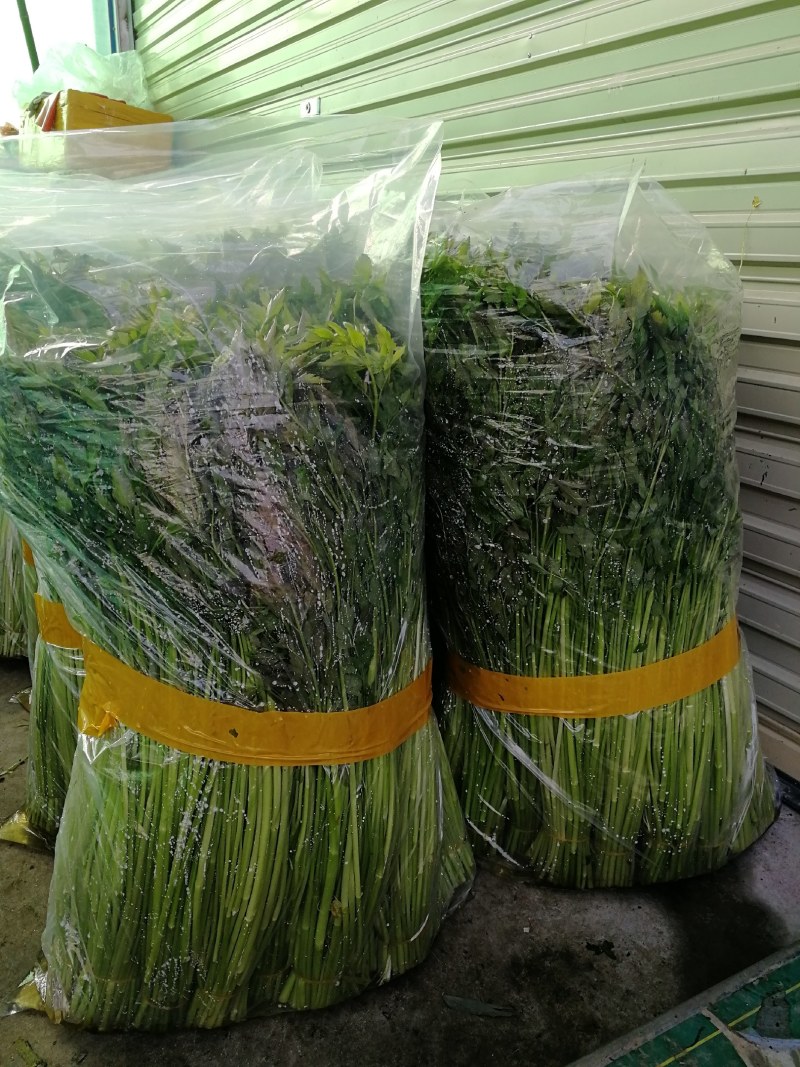 水芹菜种植基地长年供货蔬菜叶菜货源充足