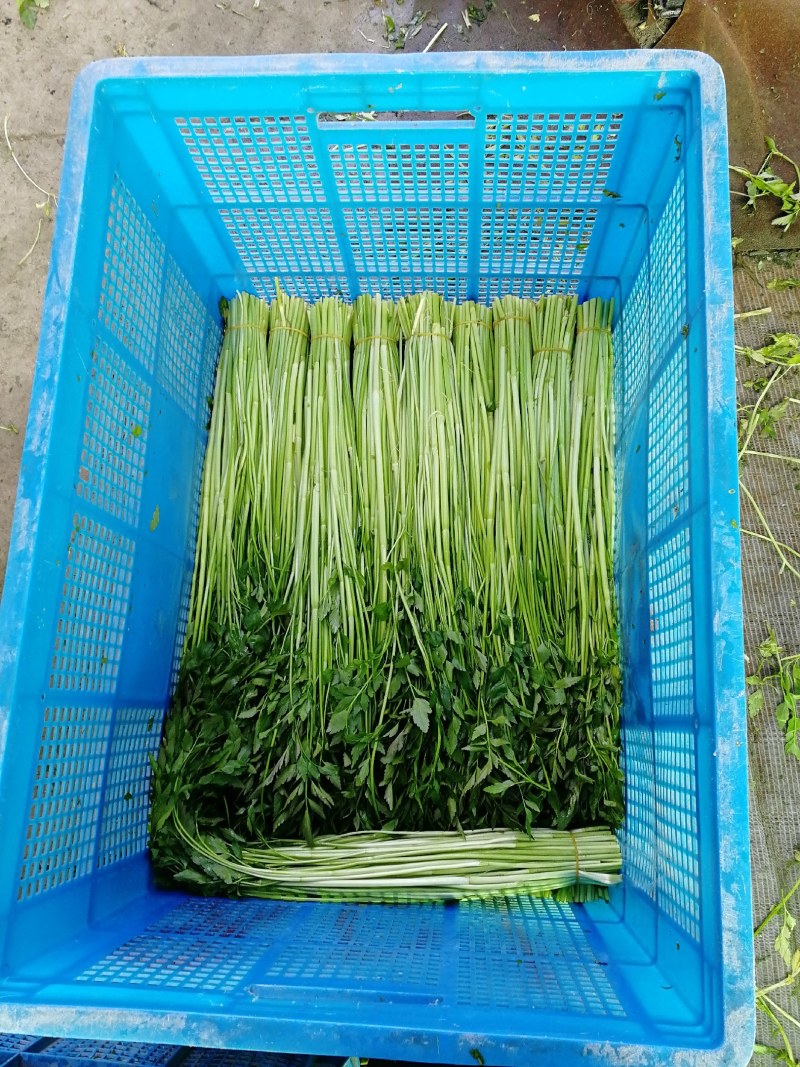水芹菜种植基地长年供货蔬菜叶菜货源充足