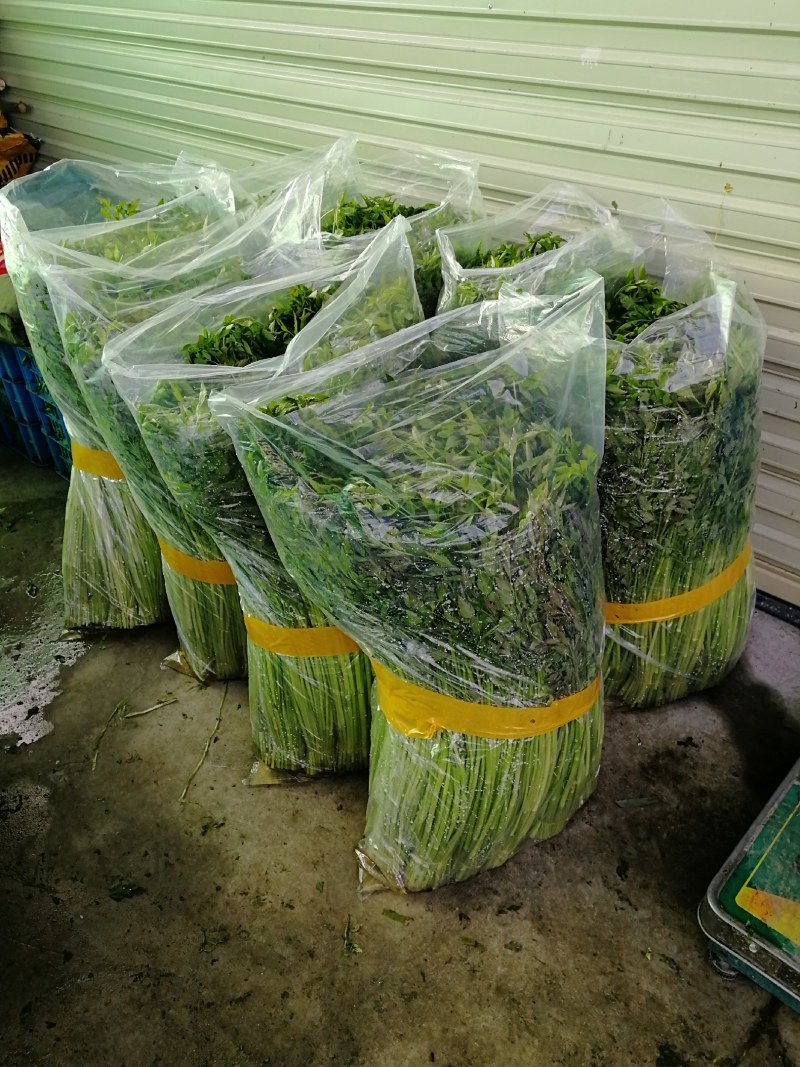 水芹菜种植基地长年供货蔬菜叶菜货源充足
