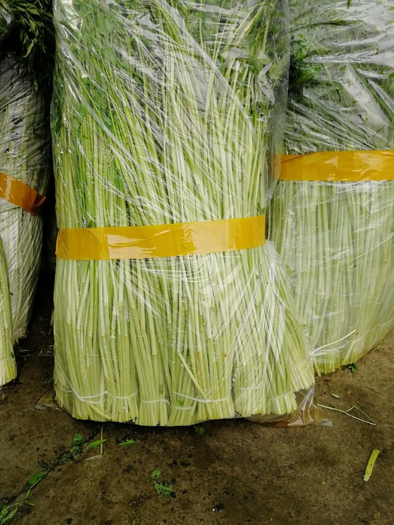 水芹菜种植基地长年供货蔬菜叶菜货源充足