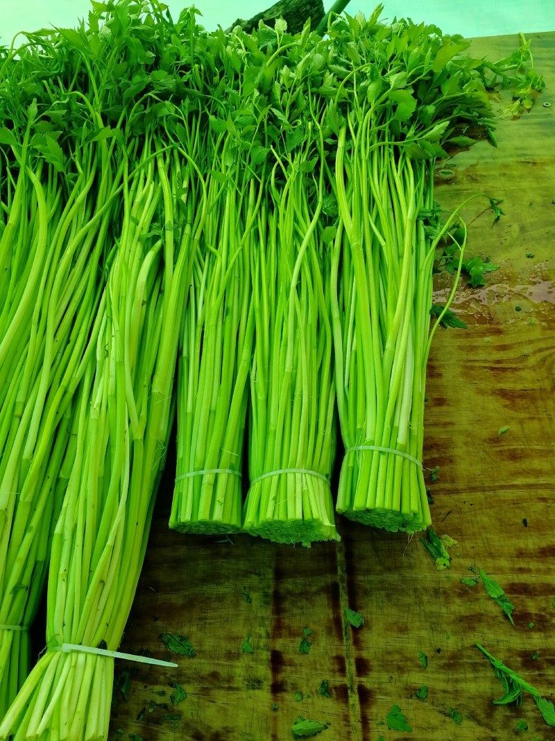 水芹菜种植基地长年供货蔬菜叶菜货源充足