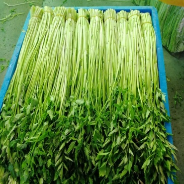 水芹菜种植基地长年供货蔬菜叶菜货源充足