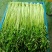 水芹菜种植基地长年供货蔬菜叶菜货源充足