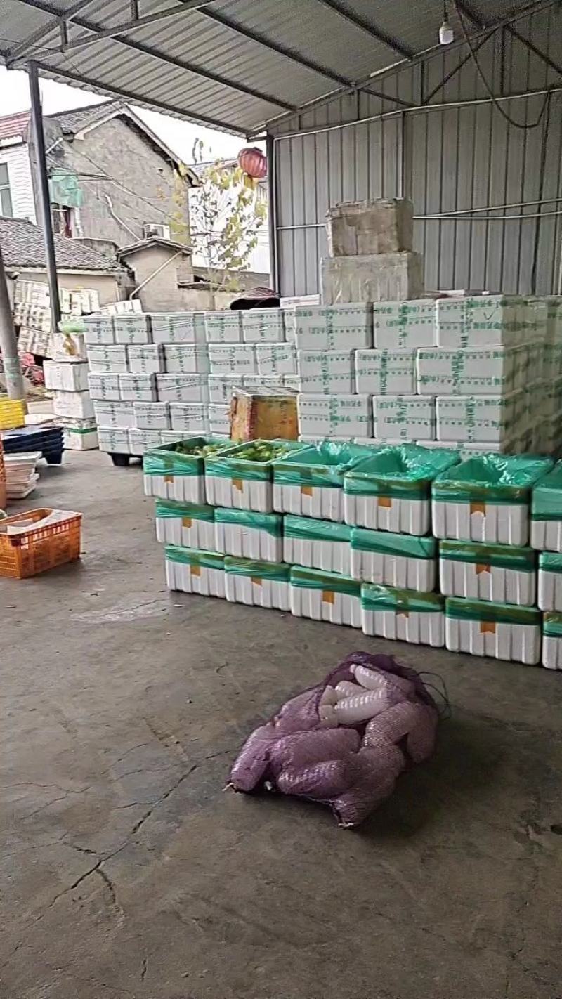 精品儿菜
