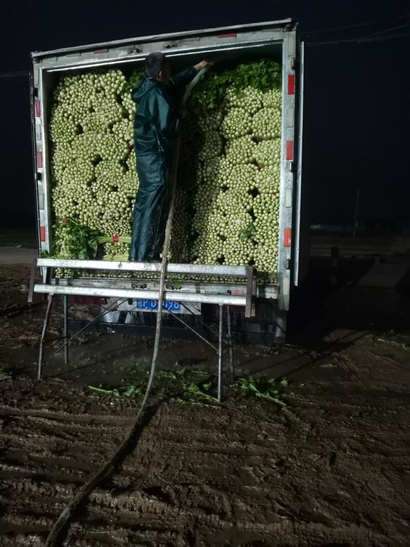 《精选》优质西芹山东芹菜大量上市货量充足量大从优欢迎选购