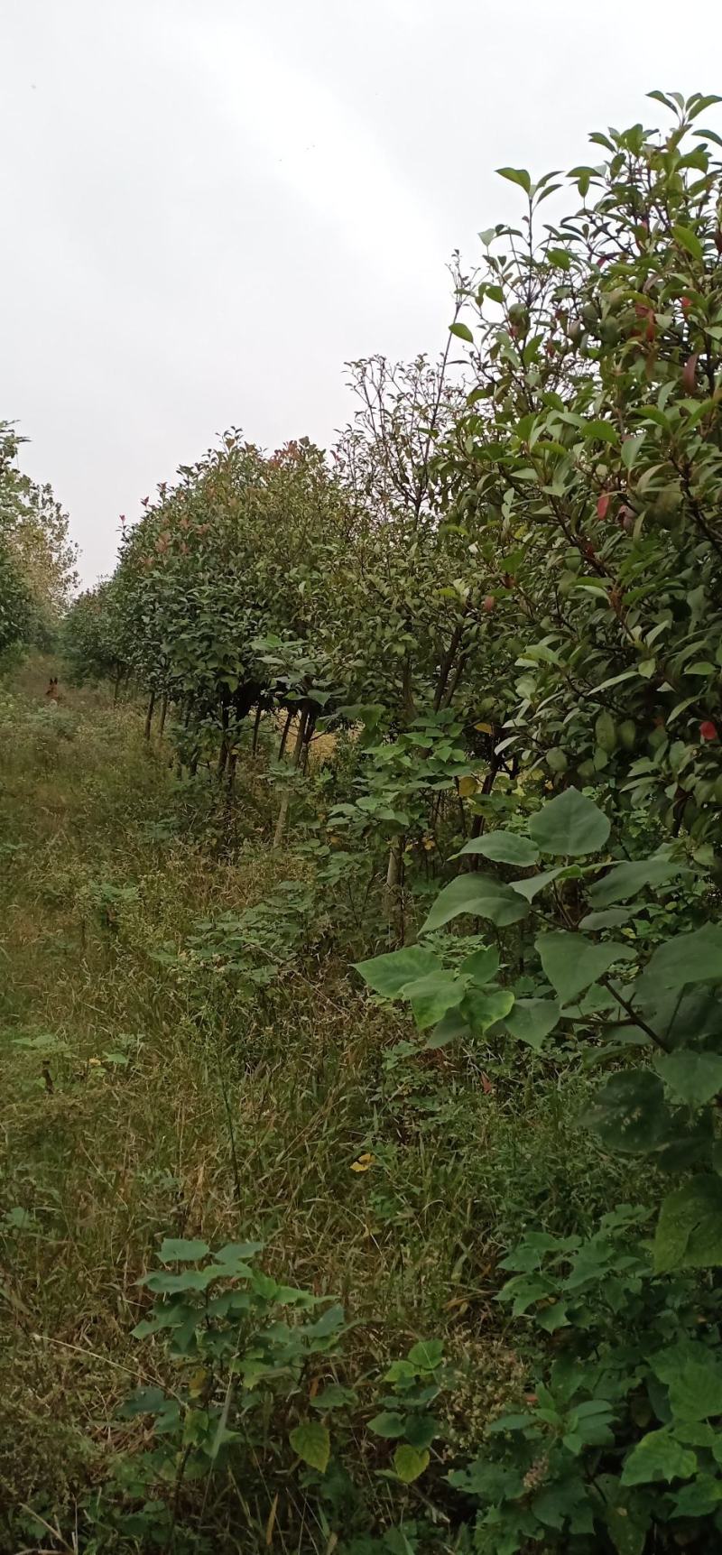 大量出售红叶石楠，路边，大门口，后花园，都可以种非常漂亮